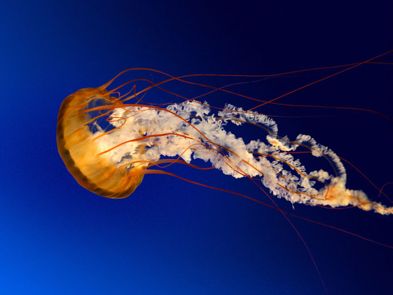 Soubor:Jellyfish.jpg